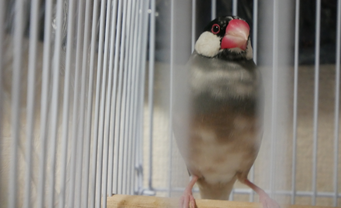 【エイプリルフール】桜文鳥が「営業部鳥」に就任