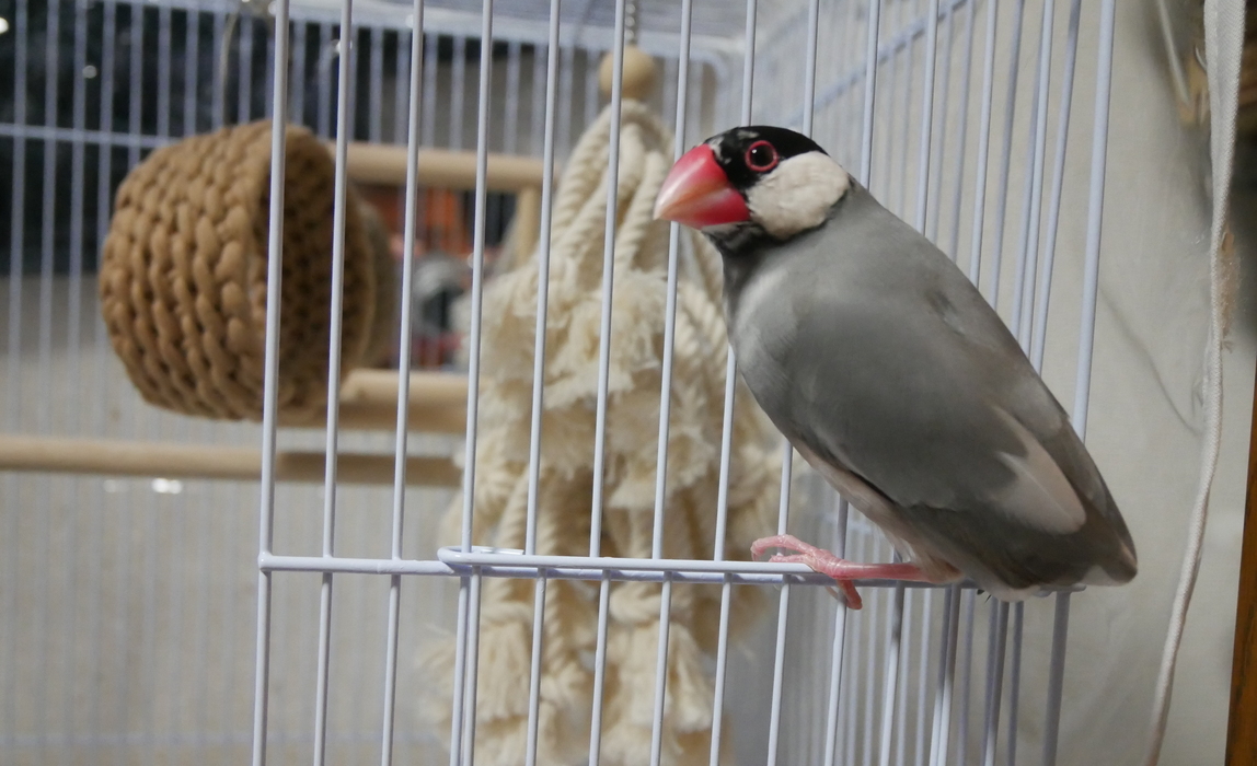 桜文鳥の営業部鳥プテラノドン（プーちゃん）のプロフィールと企業のユニークな人事施策